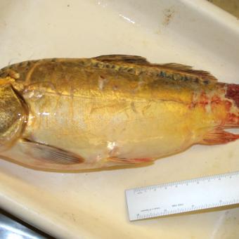 Large carp with lesion on tail.