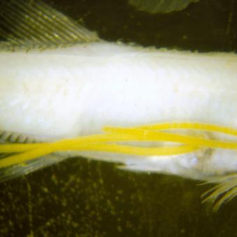 Yellow egg sacs of anchor worms.