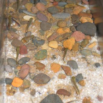 Rainbow trout fry in recirculating tank.