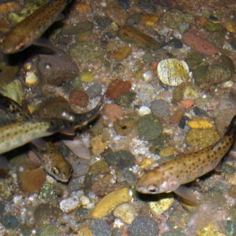 Rainbow trout infected with M. cerebralis.