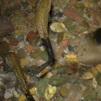 Rainbow trout infected with M. cerebralis.