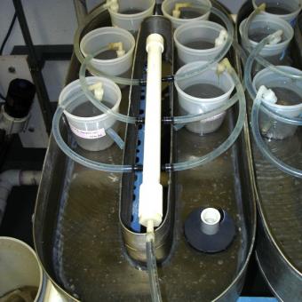 Flow-through system for cups which contain Tubifex worms.