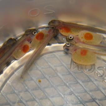 Very young rainbow trout fry.