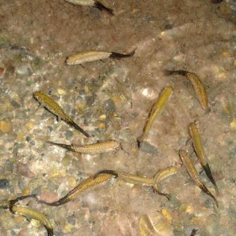 Rainbow trout infected with M. cerebralis, showing characteristic black tail.