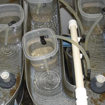 Flow-through system for cups which contain Tubifex worms.