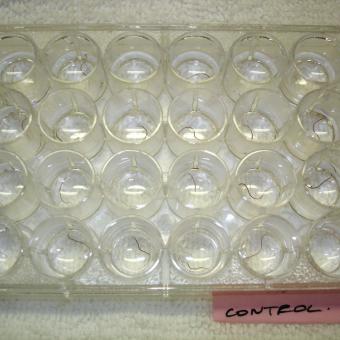 Tubifex worms in a cell-well plate.