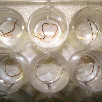 Tubifex worms in a cell-well plate.