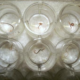 Tubifex worms in a cell-well plate.