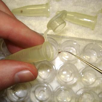 Tubifex worm being placed into tube for M. cerebralis assay.