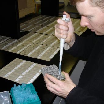 Pipeting waterborne actinospores onto glass slides.