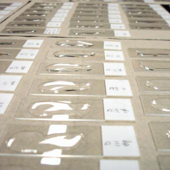 Waterborn actinospores being dried onto glass slides.