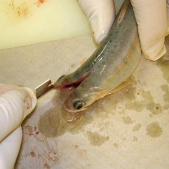 Rainbow trout being sectioned for M. cerebralis detection.