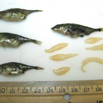 Several adult threespine sticklebacks with the Schistocephalus flukes that have been dissected out of them.