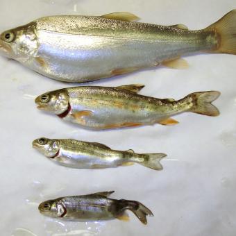 Healthy rainbow trout (top) compared with those infected with M. cerebralis.