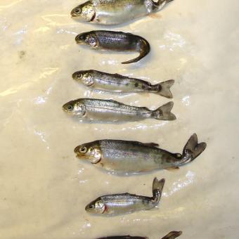 Rainbow trout infected with M. cerebralis.