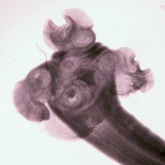 Anterior (head) end of adult Phyllobothrium sp. cestode.