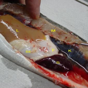 Swollen kidney (K) in PKD fish