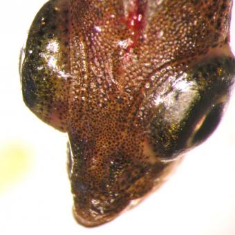 Fish with eyes distended by the presence of trematode metacercaria.