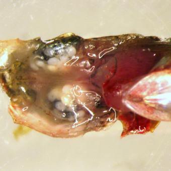 Dissected fish head showing white eye fluke metacercaria behind eyes.