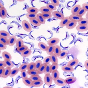 Stained blood smear showing Cryptobia salmositica.