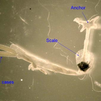 Adult anchor worm with main parts annotated.