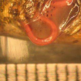 Eustrongylides nematode emerging from cut in side of stickleback.