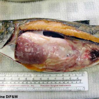 Philonema nematodes in mesenterial membranes of trout.