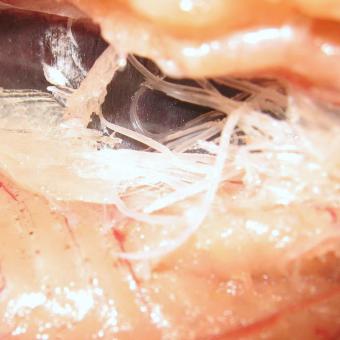 Adult Salvelinema nematodes in muscle of host.