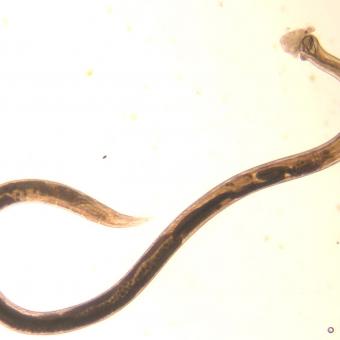 Adult Truttaedacnitis nematode.