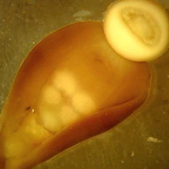 Adult trematode from gill of sturgeon.