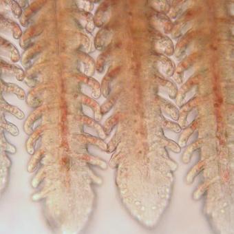 Low magnification image of a normal fish gill.