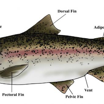 Diagram showing external anatomy of trout.