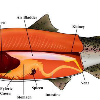 Diagram showing internal anatomy of trout.