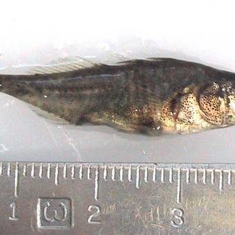 Threespine stickleback.