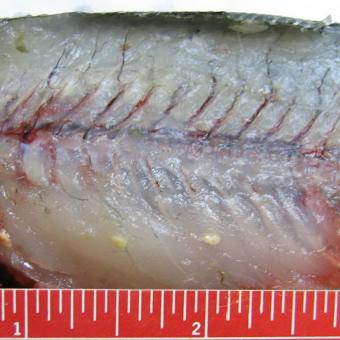 roundworms in largemouth bass