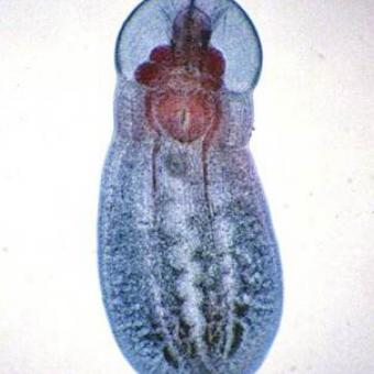 Posthodiplostomum minimum adult.