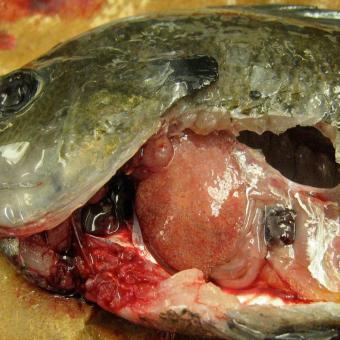 Bluegill with heavy infection of white grub in its liver.