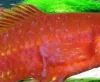 Signs of velvet disease - white spots similar to Ich