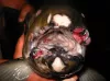 Tumors on lips of adult spring Chinook salmon.