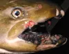 Tumors on lips of adult spring Chinook salmon.