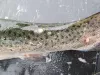 Sealice and feeding scars on skin of trout.