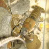 Native Oregon crayfish (signal crayfish?).