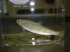 Juvenile rainbow trout