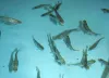 Healthy, juvenile rainbow trout
