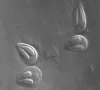 Myxobolus insidiosus myxospores.