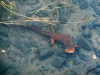 Rough-skinned newt