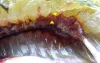 Bluegill with trematode metacercaria (arrowed) in its kidney.