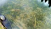 Leaburg Dam - shallows near parking lot