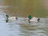 Male mallard ducks