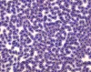 Normal fish blood smear, stained with Diff-Quik.